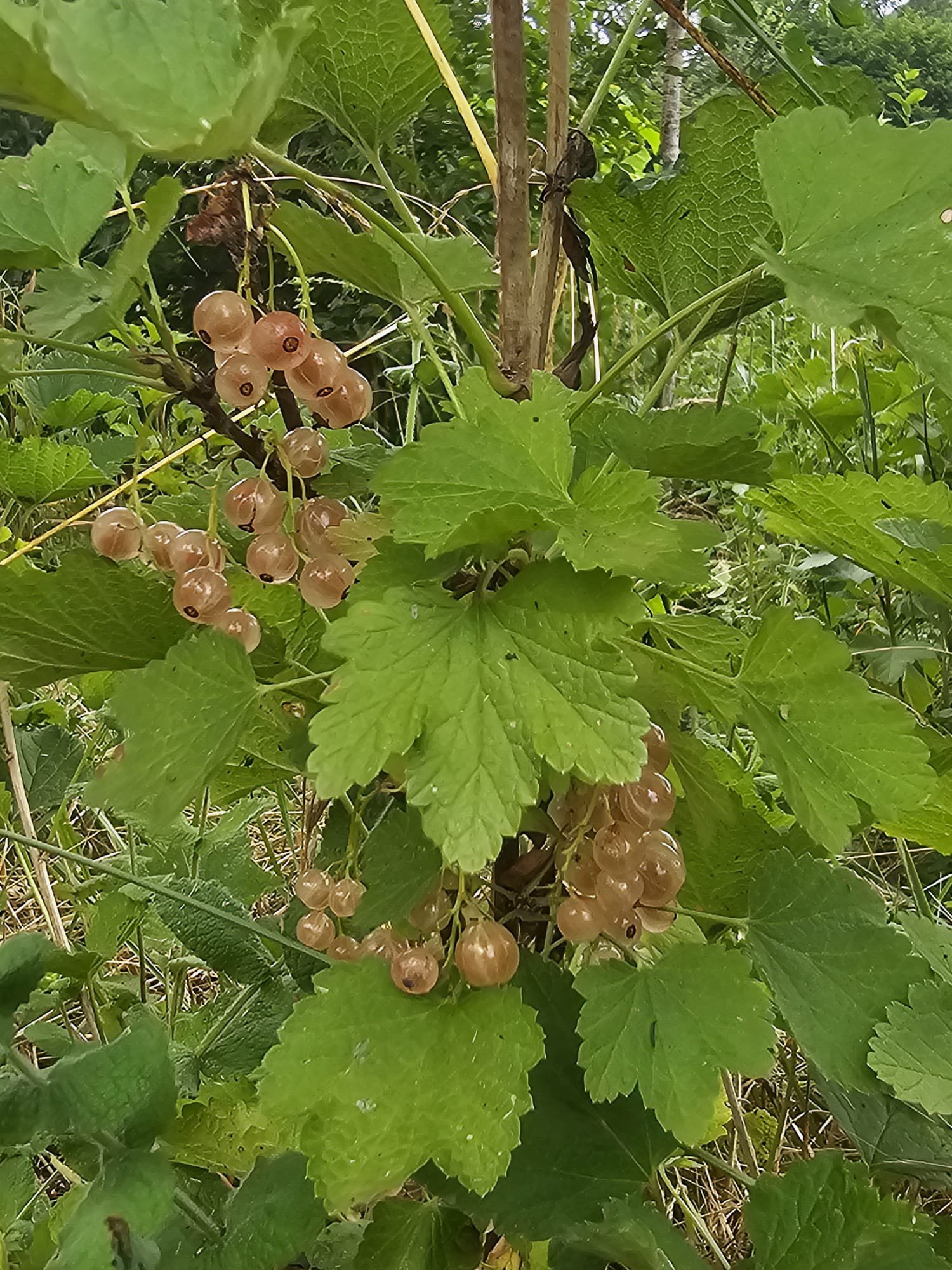 Groseille Gloire des sablons – Image 3