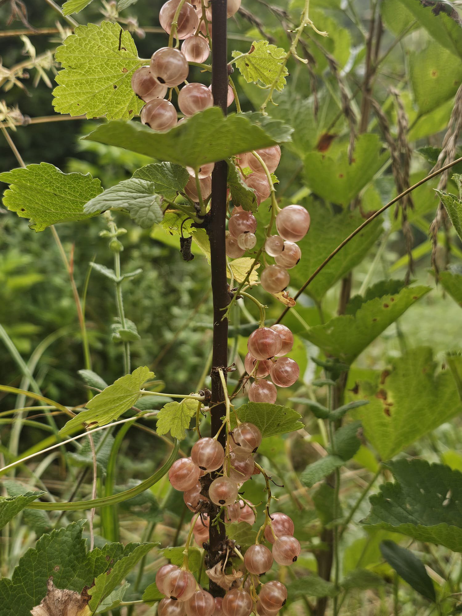 Groseille Gloire des sablons – Image 2