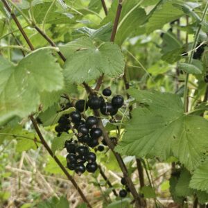 Cassis Blackdown