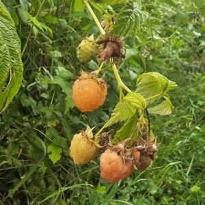 Framboise Golden queen