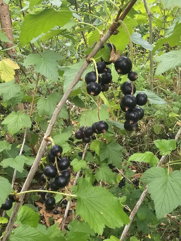 Cassis Ténah