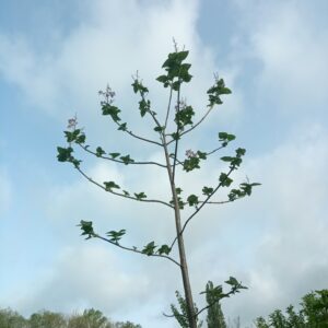 Paulownia