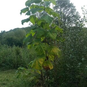 Paulownia