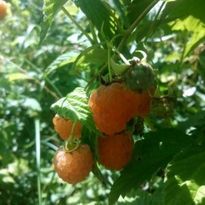 Framboise Surprise d’automne