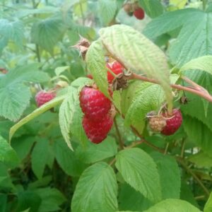 Framboise Bois blanc