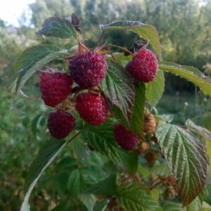 Framboise Héritage