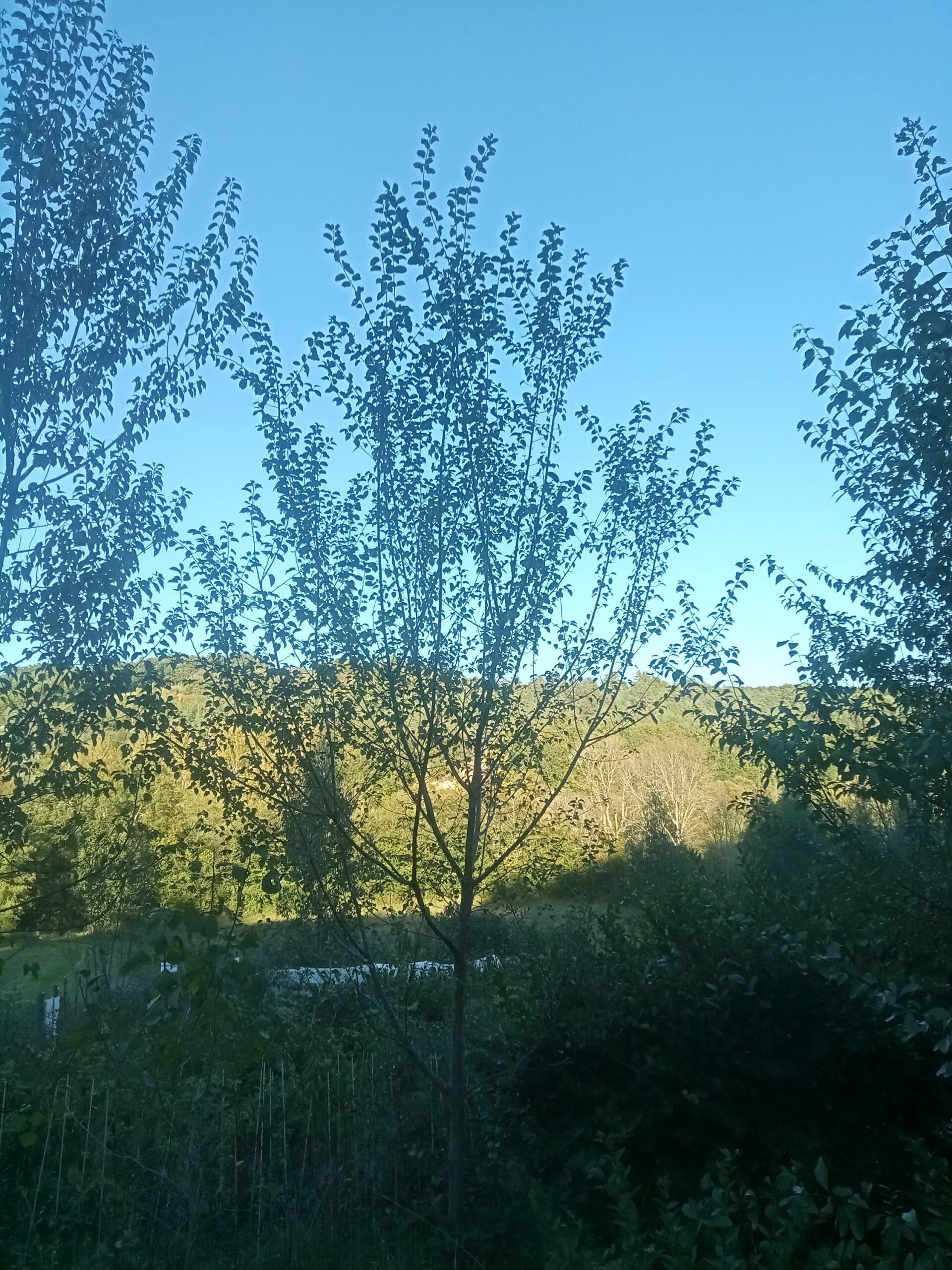 Cerisier Sainte-Lucie – Image 2