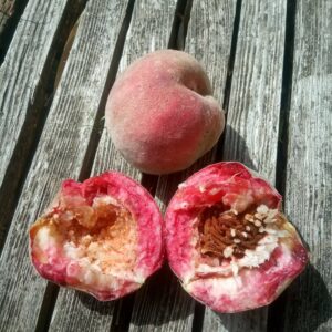 Pêche Sanguine
