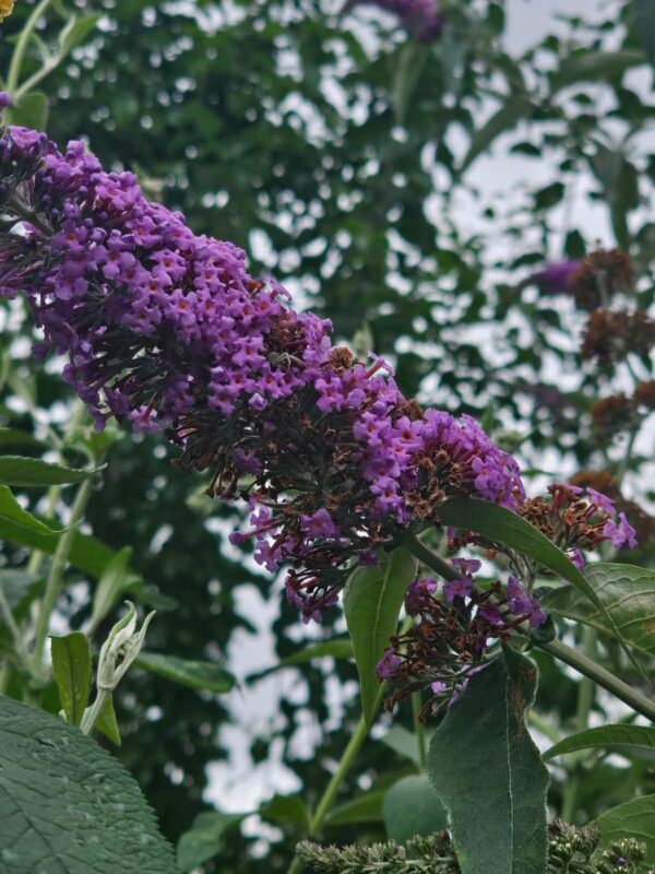 Boutures de Buddleia - classique / jaune / blanc – Image 3