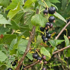 Cassis Géant de Boskoop