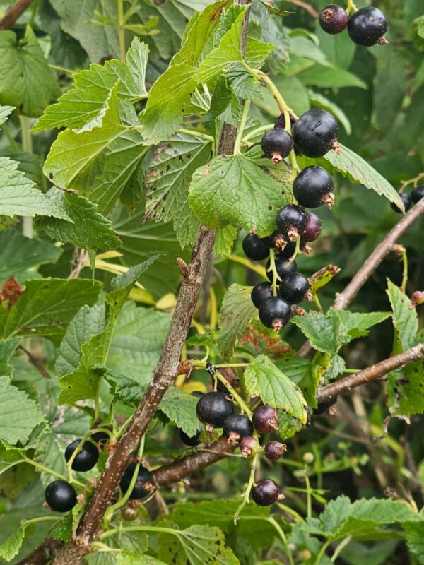 Cassis Géant de Boskoop