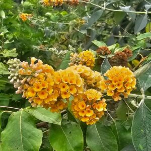 Boutures de Buddleia – classique / jaune / blanc