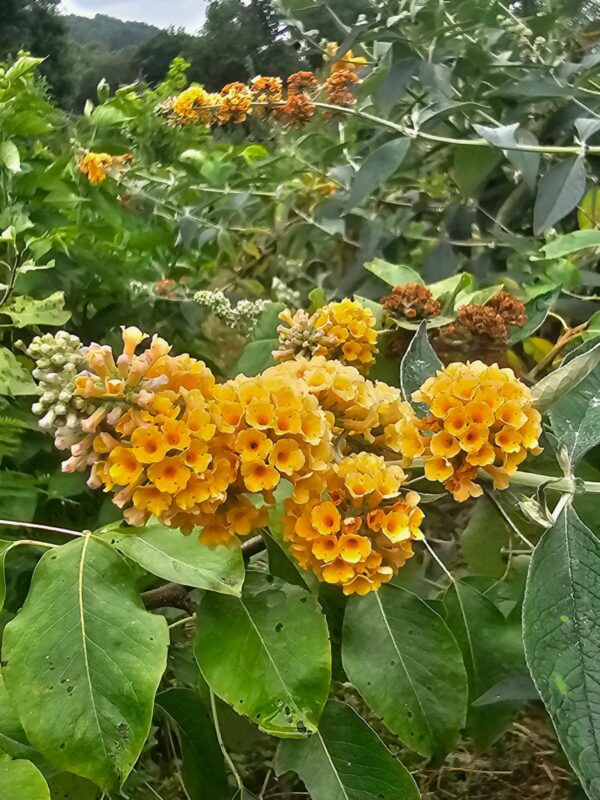Boutures de Buddleia - classique / jaune / blanc