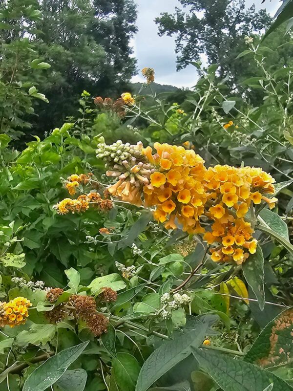 Boutures de Buddleia - classique / jaune / blanc – Image 2