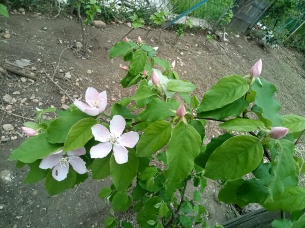 Coing de Provence – Image 3