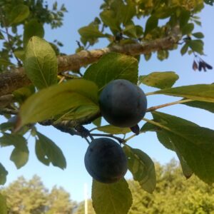 Prune Datil