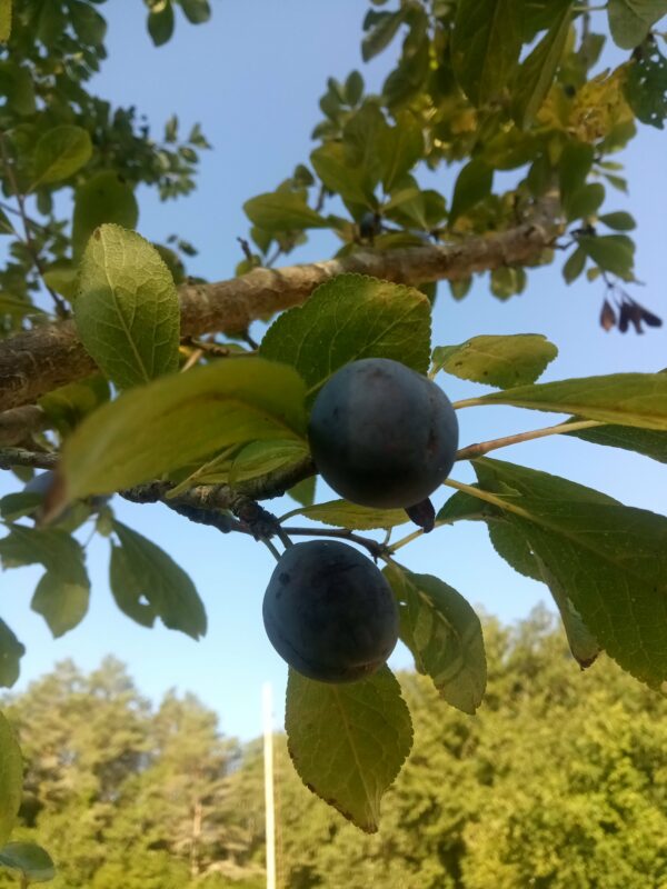 Prune d'Agen