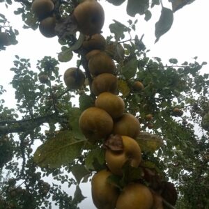 Pomme d’Anis