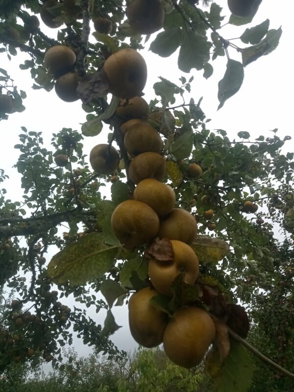 Pomme d'Anis – Image 2