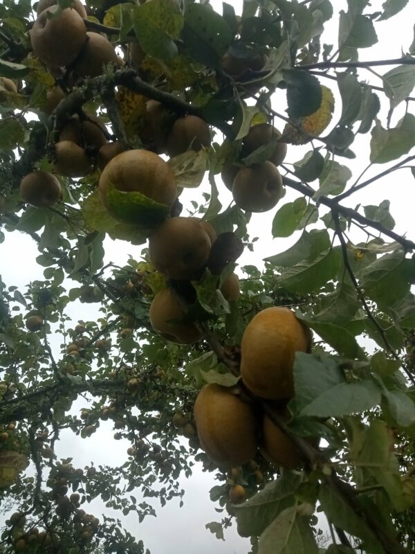 Pomme d'Anis – Image 3