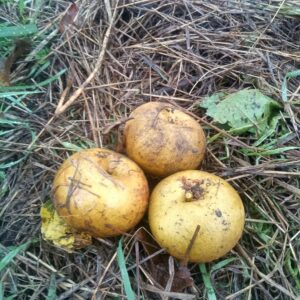 Pomme d’Anis