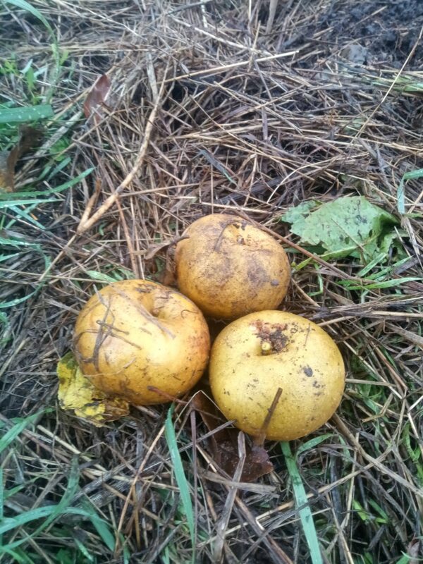 Pomme d'Anis