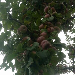 Pomme Vermillon d’Espagne