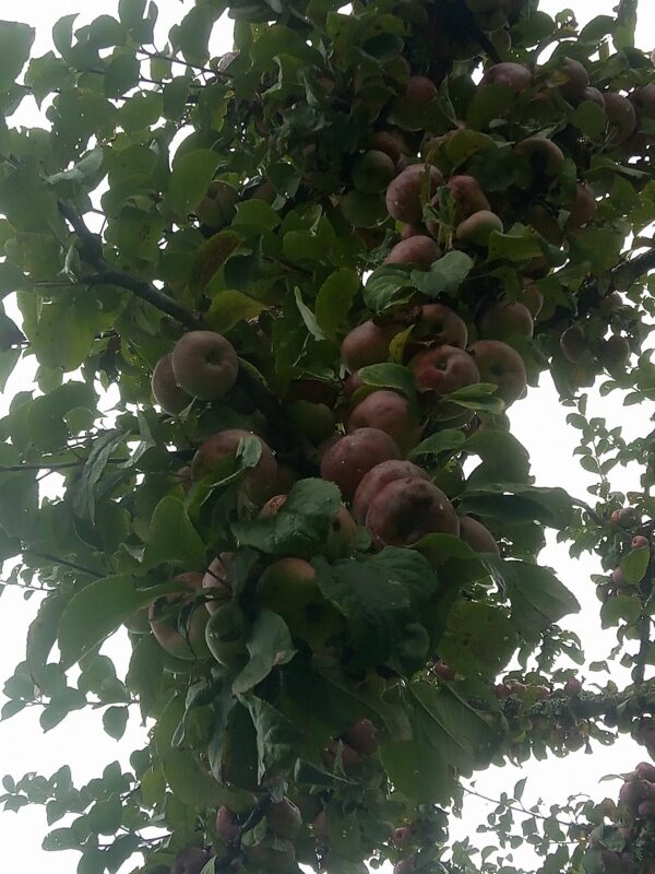 Pomme Vermillon d'Espagne – Image 2