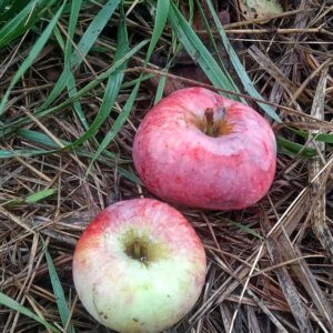 Pomme Vermillon d’Espagne