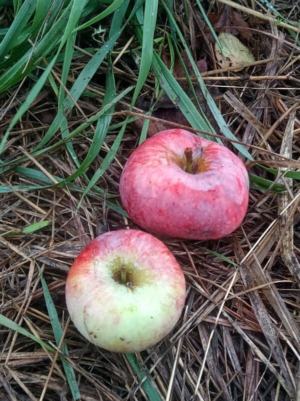 Pomme Vermillon d'Espagne