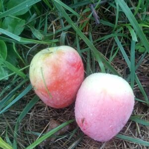 Pomme Museau de Lièvre