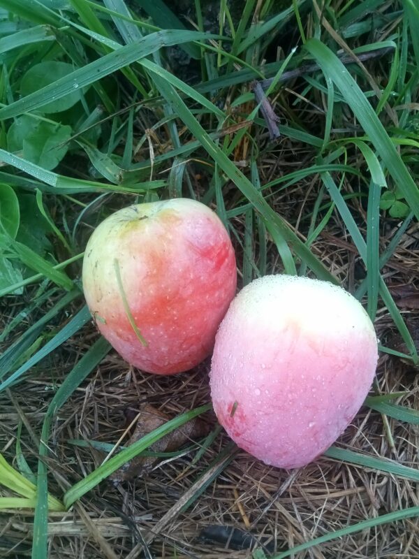 Pomme Museau de Lièvre