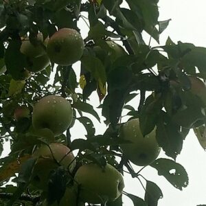 Pomme Museau de Lièvre