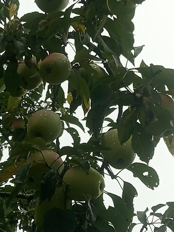 Pomme Museau de Lièvre – Image 2