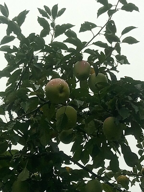 Pomme Museau de Lièvre – Image 3