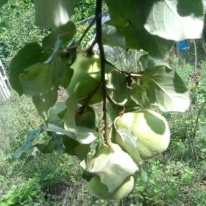 Coing de Provence