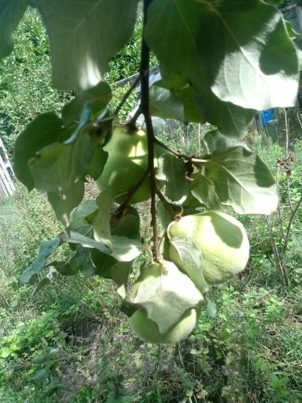 Coing de Provence – Image 2