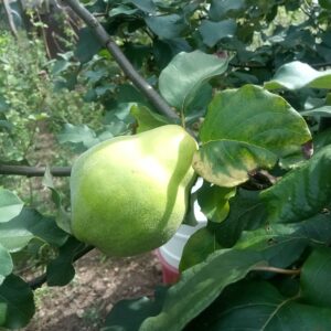 Coing de Provence