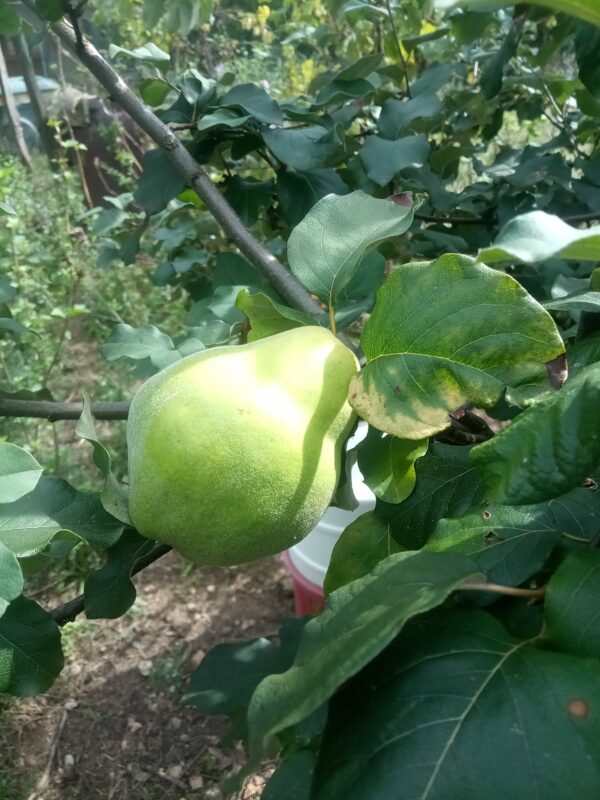 Coing de Provence