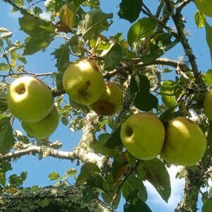 Pomme Sainte Germaine