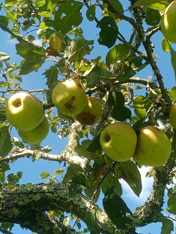 Pomme Sainte Germaine – Image 2