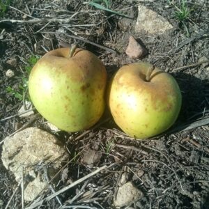 Pomme Sainte Germaine