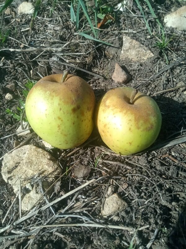 Pomme Sainte Germaine