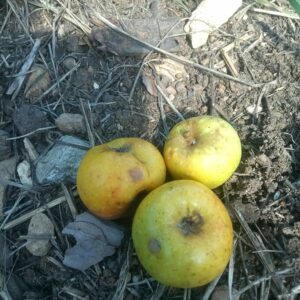 Pomme Reinette dorée