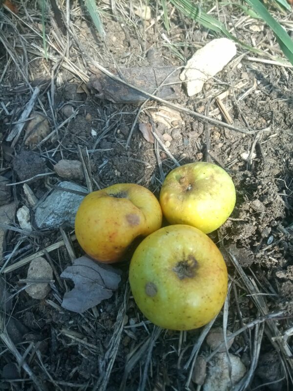 Pomme Reinette dorée