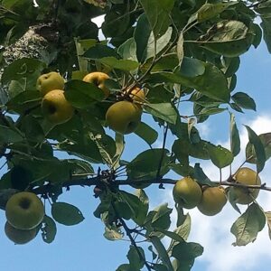 Pomme Reinette dorée