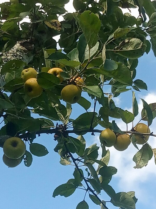 Pomme Reinette dorée – Image 2