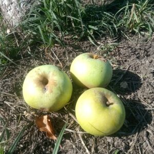 Pomme Réale d’Entraygue