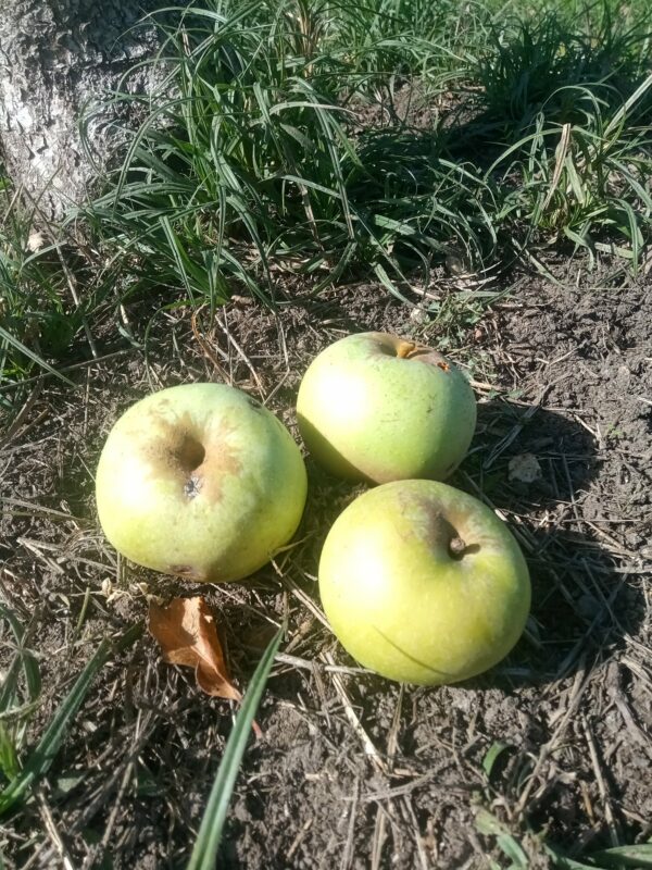 Pomme Réale d'Entraygue