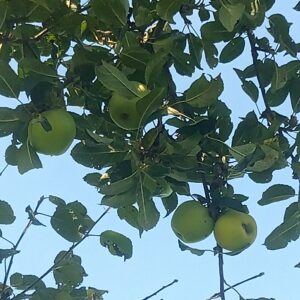 Pomme Réale d’Entraygue